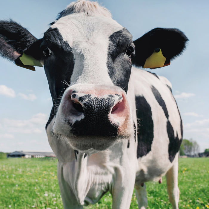 Lactose-intolerantie herkennen en vermijden